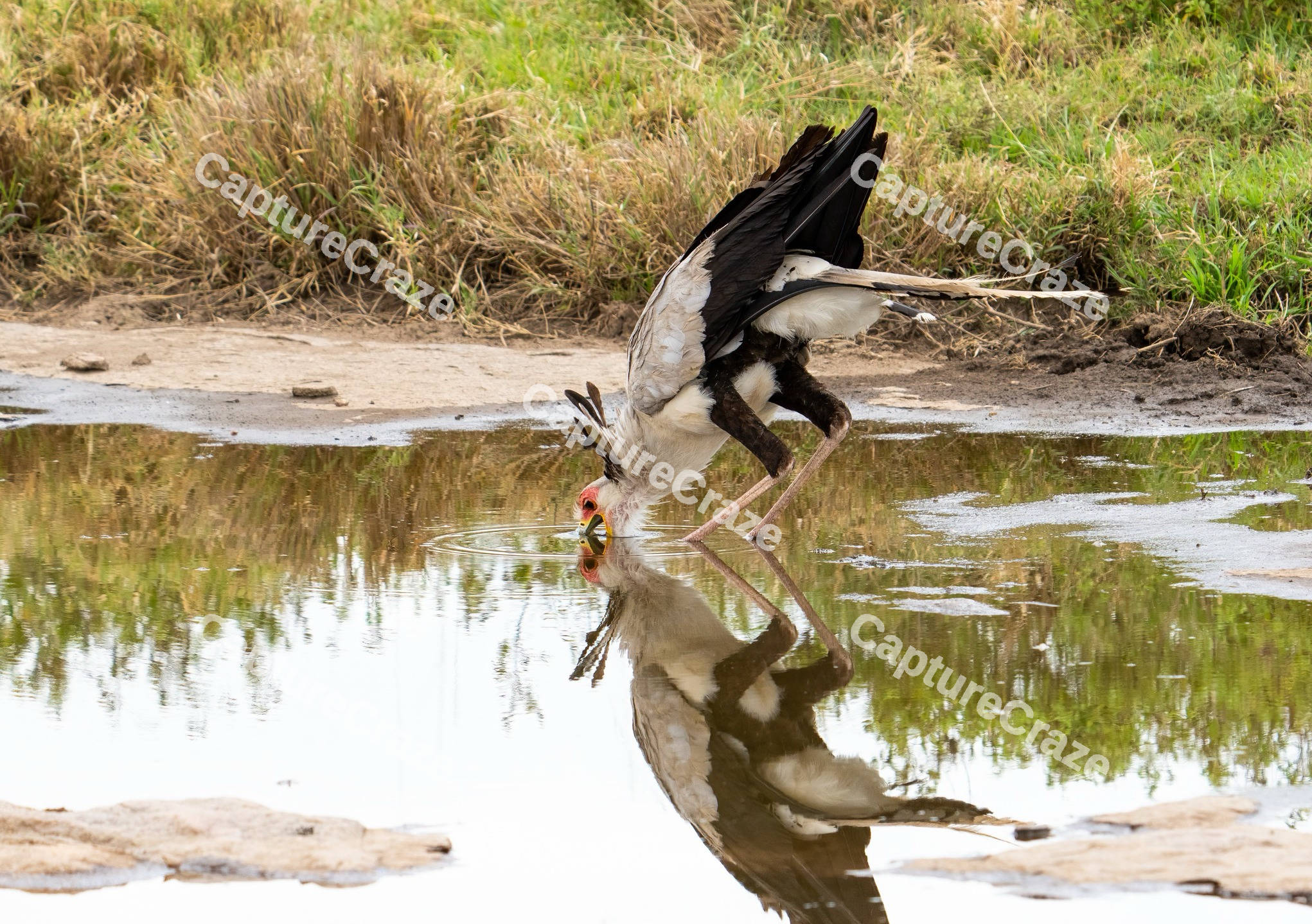 Secretarybird